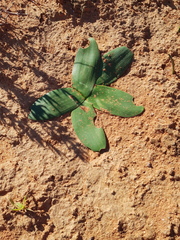 Brunsvigia bosmaniae