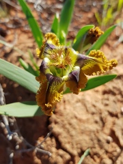 Ferraria