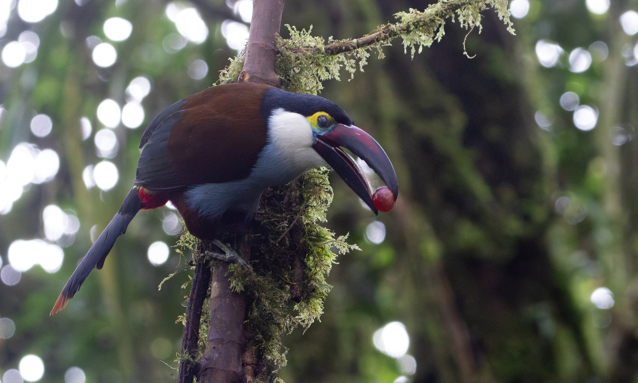 Black-billed Mountain Toucan (Andigena nigrirostris), photo 3