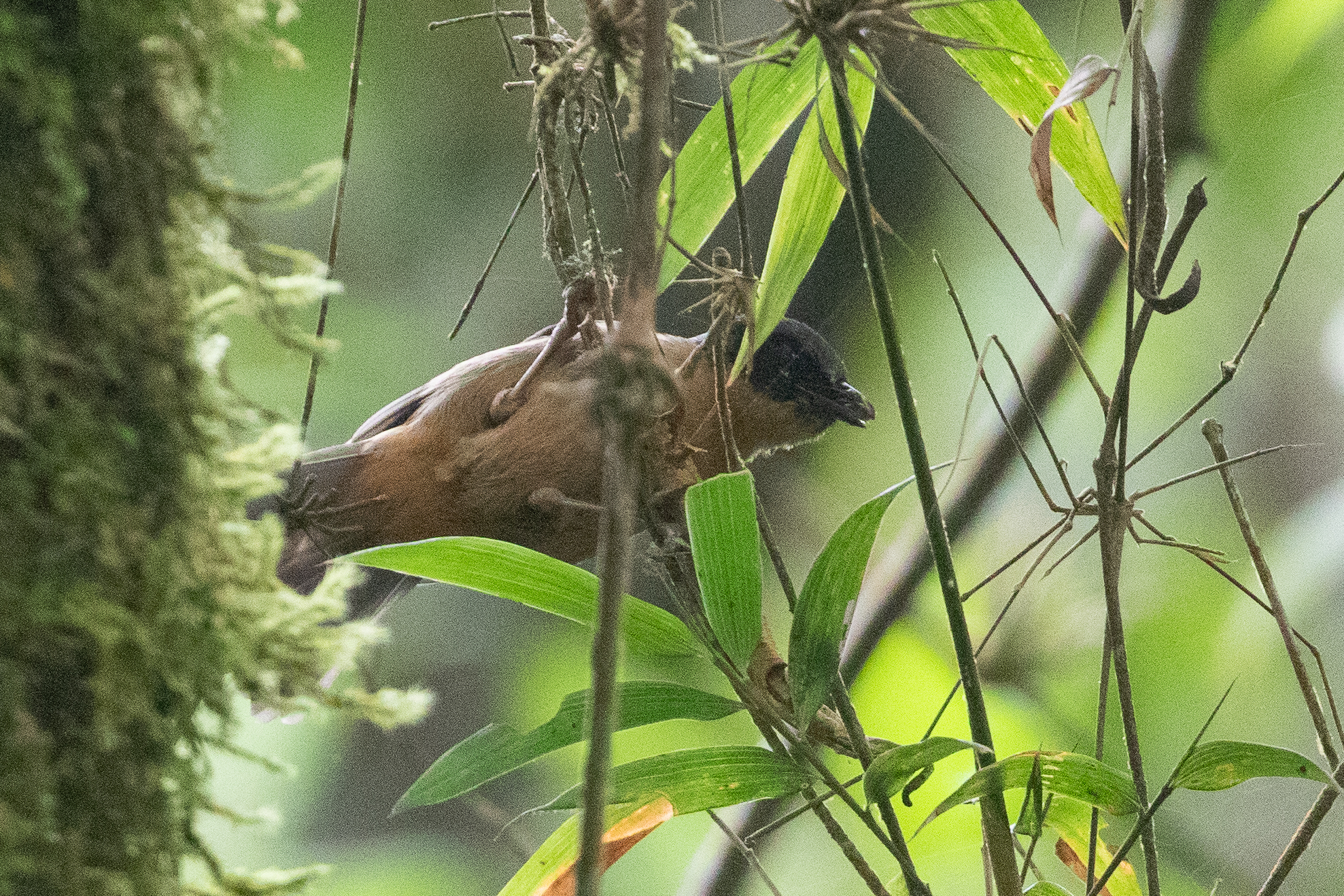 Black-eared Hemispingus (Sphenopsis melanotis), photo 2