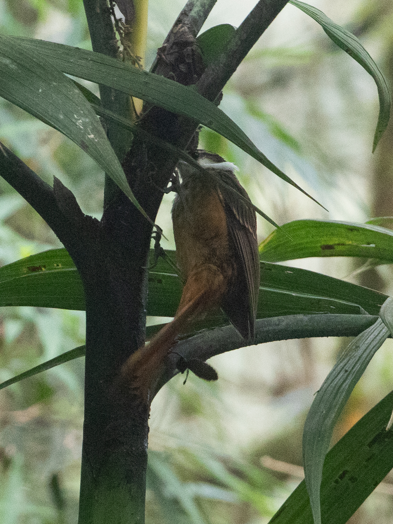Streaked Tuftedcheek (Pseudocolaptes boissonneautii), photo 4