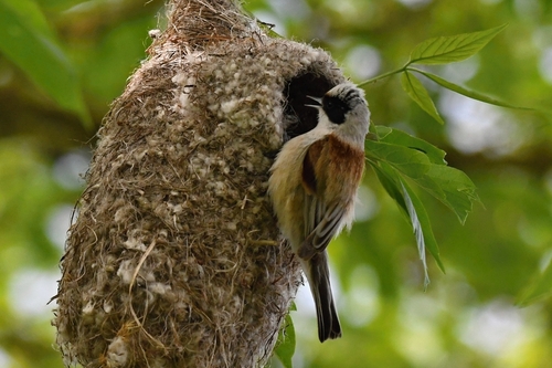 Pájaro moscón europeo (Remiz pendulinus)