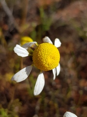 Foveolina tenella