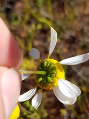 Foveolina tenella