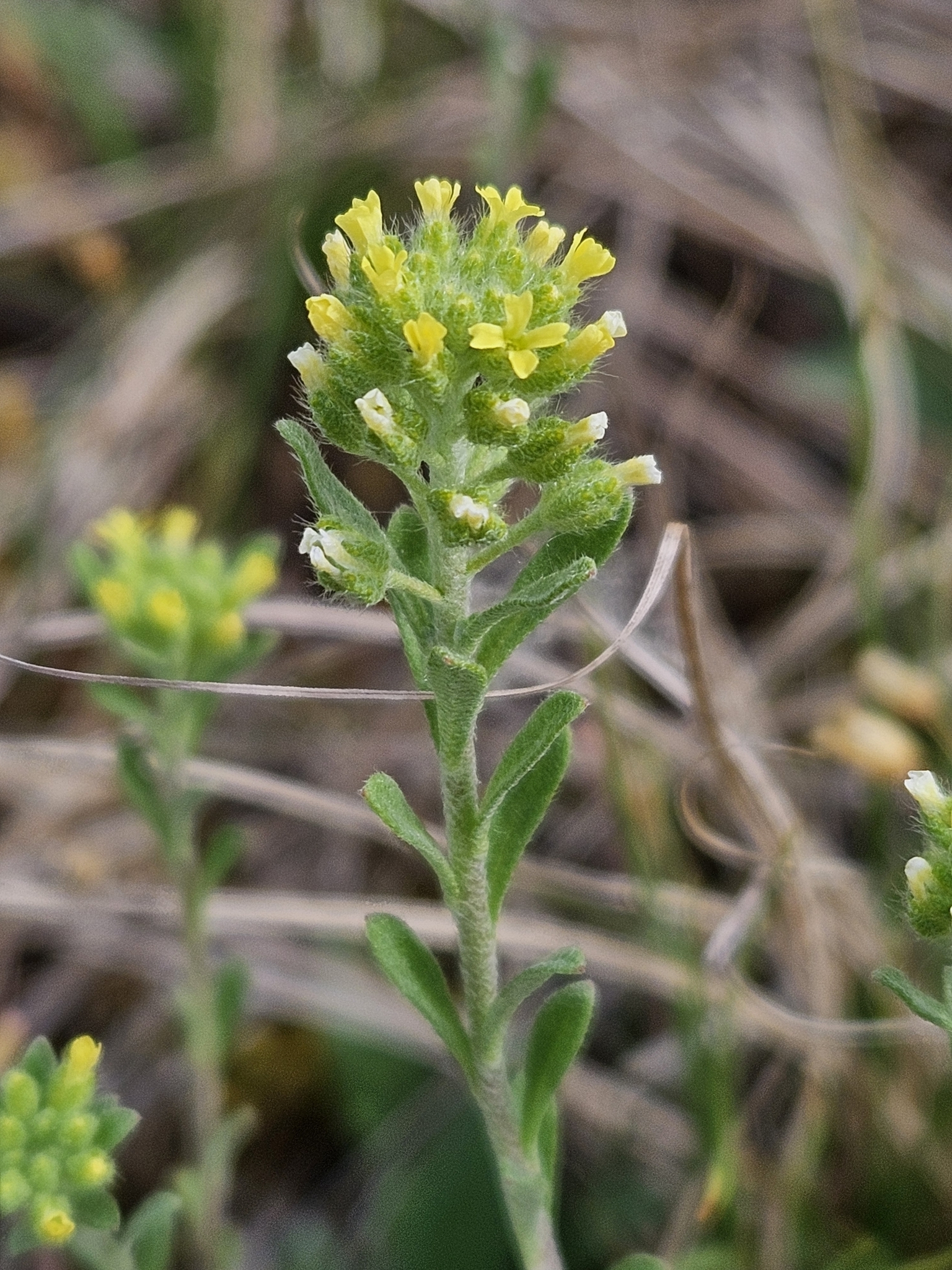 Alyssum alyssoides