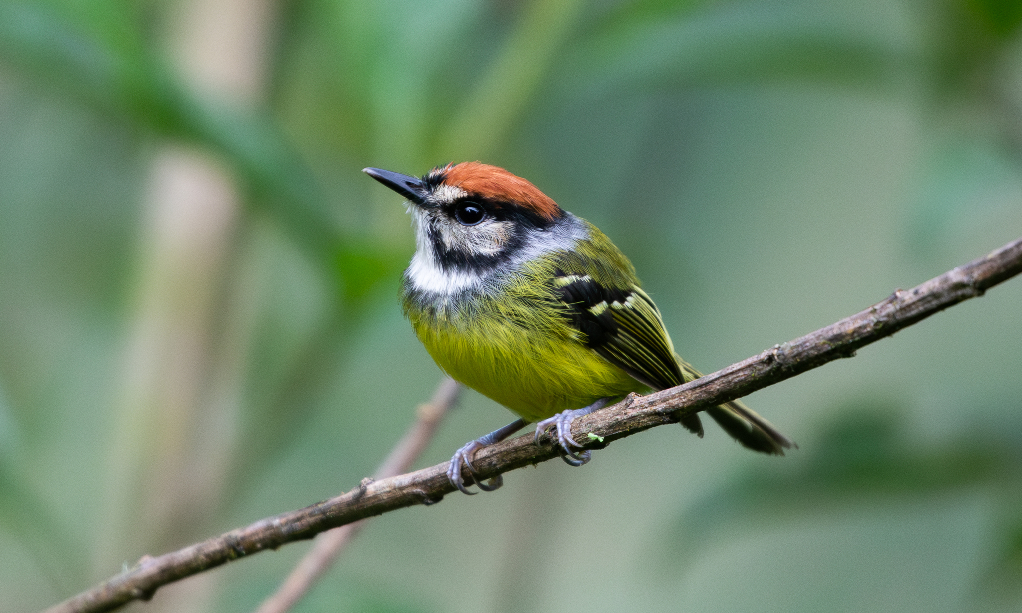 Rufous-crowned Tody-Flycatcher (Poecilotriccus ruficeps), photo 2