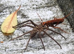 Batozonellus dorsalis