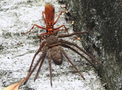 Batozonellus dorsalis