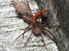 Batozonellus dorsalis