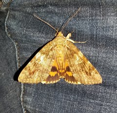 Catocala ilia