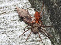 Batozonellus dorsalis