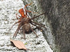 Batozonellus dorsalis