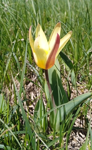 Water-lily tulip (Tulipa kaufmanniana)