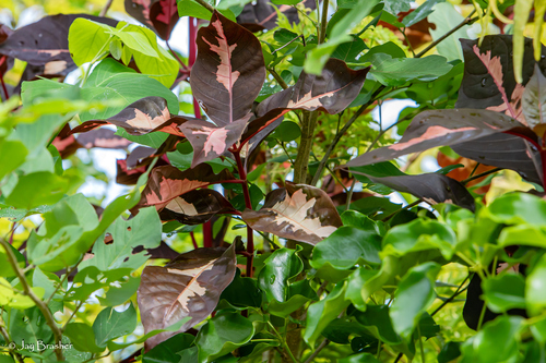 Graptophyllum pictum