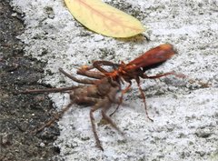 Batozonellus dorsalis