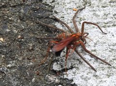 Batozonellus dorsalis