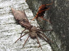 Batozonellus dorsalis