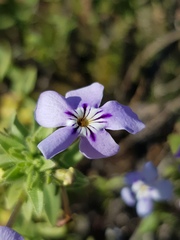 Jamesbrittenia fruticosa