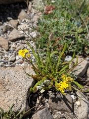 Ivesia lycopodioides