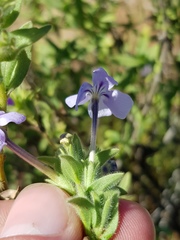 Jamesbrittenia fruticosa