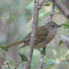 Pachycephala pectoralis contempta