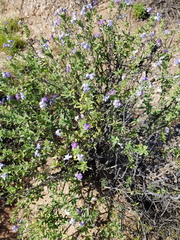 Jamesbrittenia fruticosa