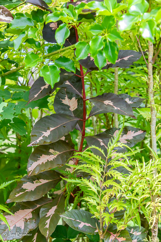 Graptophyllum pictum