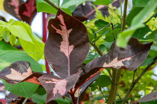 Graptophyllum pictum