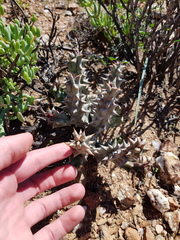 Quaqua mammillaris
