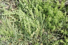 Nitrophila occidentalis