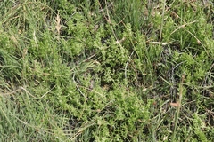 Nitrophila occidentalis