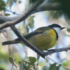 Pachycephala pectoralis contempta