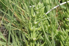 Nitrophila occidentalis