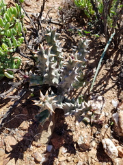 Quaqua mammillaris