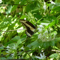 Heraclides pallas bajaensis