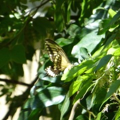 Heraclides pallas bajaensis
