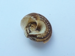 Helicella itala