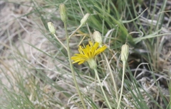 Crepis runcinata