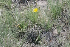 Crepis runcinata