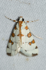 Conchylodes octonalis