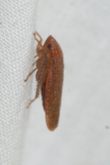 Ponana