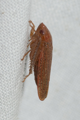 Ponana