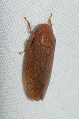 Ponana
