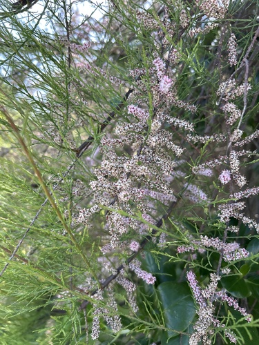 Tamarix parviflora