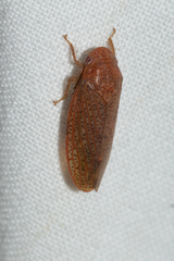 Ponana
