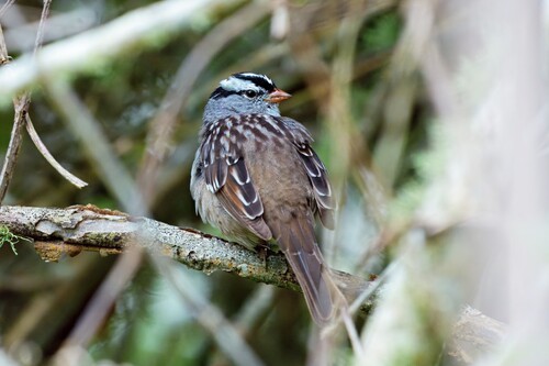 White-crowned Sparrow photographed in Louisiana