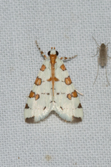 Conchylodes octonalis