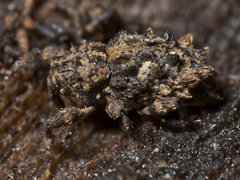 Roptoperus