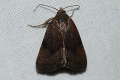 Galgula