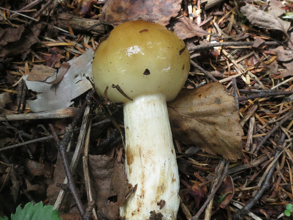 Russula foetens · August 2019 · photo: © repta (iNaturalist, cc-by)